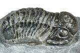 Bargain, Detailed Gerastos Trilobite Fossil - Morocco #363939-2